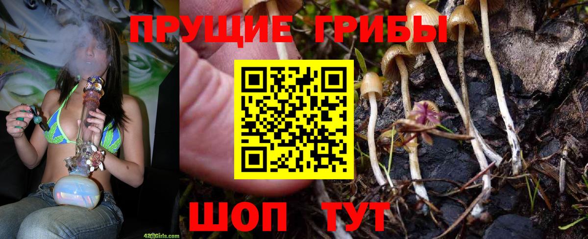 Псилоцибиновые грибы Cubensis Королёв