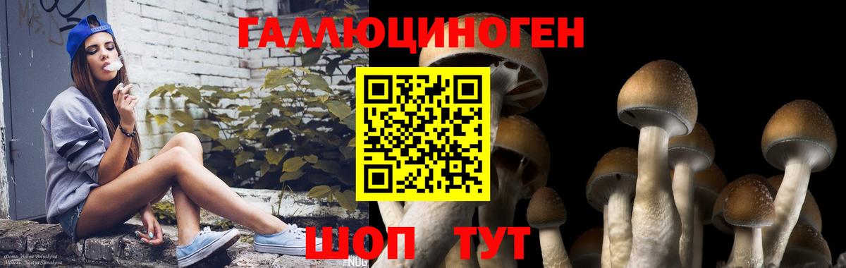 Королёв  Псилоцибиновые грибы GOLDEN TEACHER  Вход с VPN 